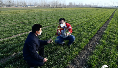 “保姆”上線(xiàn)、釘釘打卡、盟友加持……走進(jìn)山東庚子春耕圖背后