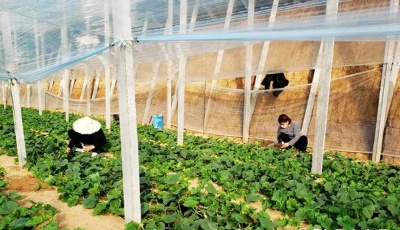 這就是山東|農資代購、暖心跑腿，山東各地春耕復產熱火朝天！