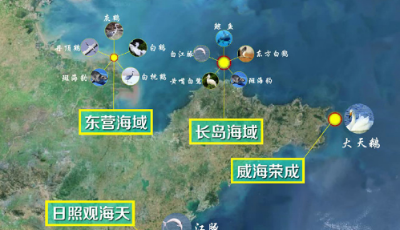 【海洋修復看山東】滴！“神獸”出沒：一份山東海域珍危動物來訪記錄請查收