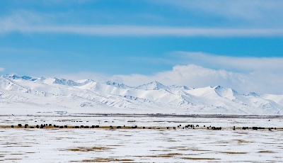 藏北雪景
