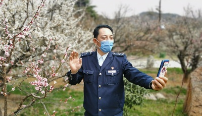 公交司机直播“云”赏梅 带市民足不出户赏“梅”景