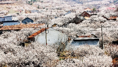 满山遍“雪”樱桃花开 樱桃有望大丰收