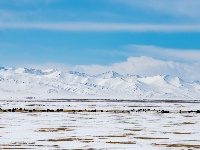 藏北雪景