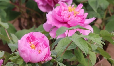 這就是山東|景區(qū)禮包、線上特賣，“山東人游山東”春光無(wú)限！