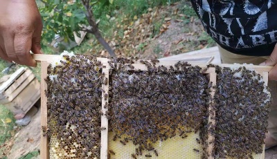 疫情防控蜂业发展两不误  青岛市畜牧工作站为蜂农排忧解难