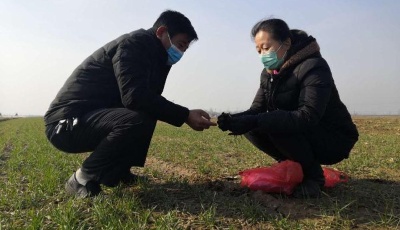 “齊”心“魯”力|山東：農忙麥起身 春管盼豐收