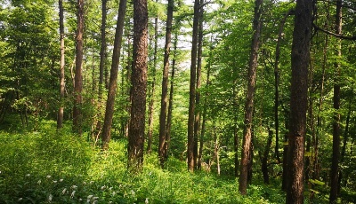 為浮山生態(tài)公園添點綠嶗山區(qū)開啟“云植樹”活動