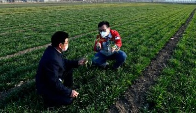 “齊”心“魯”力|中國在抗疫中推進鄉村振興戰略