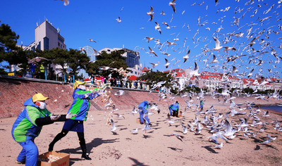 爱心企业接力 “爱心口粮”呵护海鸥