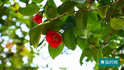 节气 | 惊蛰：崂山三桠乌药 领奏春的交响