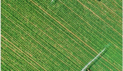 大眾日報重磅述評|打造鄉村振興齊魯樣板?——山東深入貫徹落實習近平總書記重要指示要求述評②
