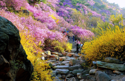 “学习强国”大型直播走进山东青岛：相约美丽春天 展现最美青岛    