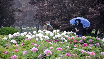 “齊”心“魯”力|一朵花的力量