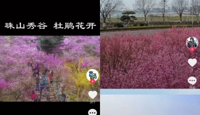 這就是山東|曬一曬好客新山東，花海、美食、神獸等你來打卡！