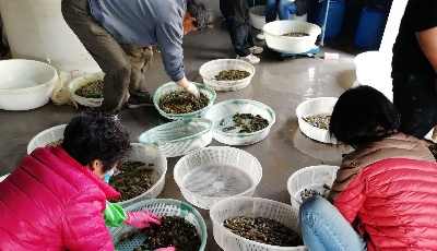 青島一水產企業“危”中尋“機”  實現海參良種穩產高產