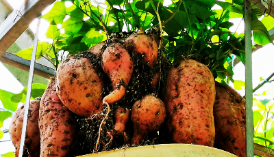 這就是山東丨“黑科技”助“壽光模式”行穩步遠