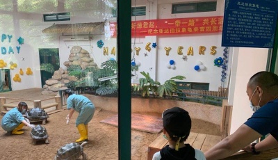 青岛市动物园举办象龟落户青岛四周年纪念活动