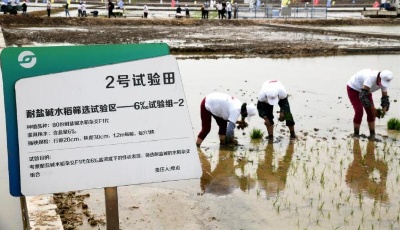 "齊"心"魯"力|中國海水稻“拓荒”助力全球糧食供應安全