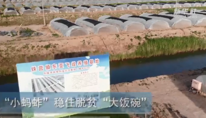 山東樂陵：“小螞蚱”穩住脫貧“大飯碗”