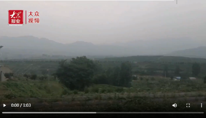 打造鄉村振興齊魯樣板|日照市東港區陳疃鎮：藍莓樹結出“致富果”