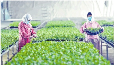 打造鄉(xiāng)村振興齊魯樣板|搭平臺(tái)拓渠道，讓農(nóng)民“錢袋子”鼓起來(lái)