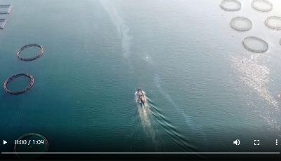 這就是山東丨煙臺長島萬畝海洋牧場“夏收”忙 漁民人均純收入達十萬元