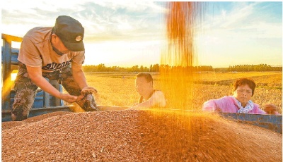 打造鄉村振興齊魯樣板丨穩住三農“壓艙石”，扛起“中國飯碗”山東擔當