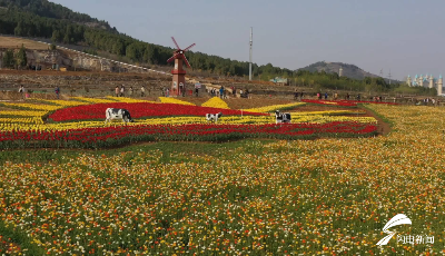 蹲點鄉村看振興 | 花田變身網紅打卡地 “農業+”讓濟南北石硤村民鼓起錢袋子