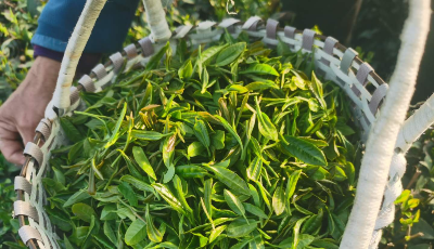 蹲點鄉(xiāng)村看振興｜泰安北崖村：農(nóng)民有了“新職業(yè)”，小茶葉托起脫貧增收希望