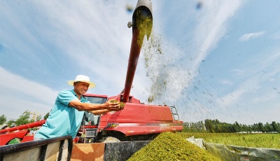 "齊"心"魯"力|“超級谷物”藜麥在山東齊河大面積種植成功