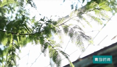 节气｜大暑 听说青岛要热起来了，请收好这条经典纳凉路线