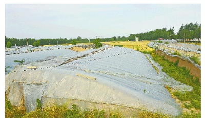 茌平耿店村發(fā)展成“魯西小壽光” 同樣是種菜，“棚二代”大不同