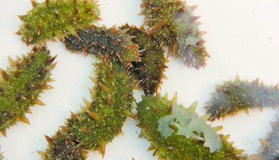 青島培育出全國(guó)首個(gè)抗逆性狀刺參新品種