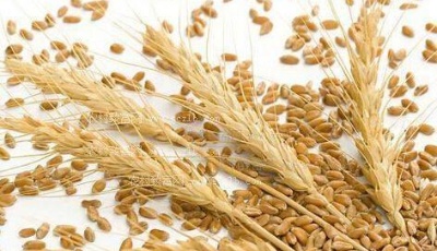 "齊"心"魯"力|山東：每年建設500萬畝優質專用小麥生產基地