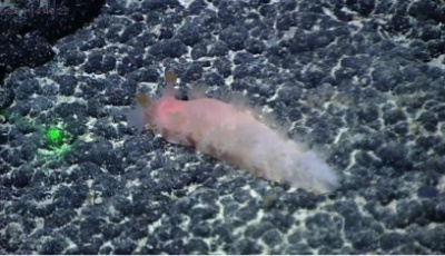 中科院海洋所發布5個深海生物新物種