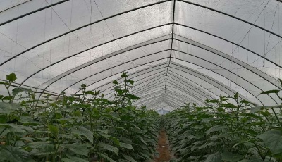 "齊"心"魯"力|沂蒙山區：“紅花”帶來農家“紅日子”