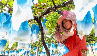 現(xiàn)代農(nóng)業(yè)發(fā)力，煙臺(tái)大戶莊園描繪鄉(xiāng)村振興壯美畫卷