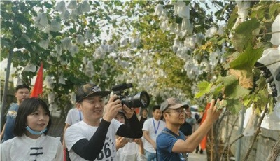 網絡名人行第三日：青州古城看非遺，大澤山鎮品葡萄