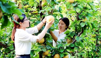 這就是山東|村美民富產業興 山東各地描繪小康新畫卷