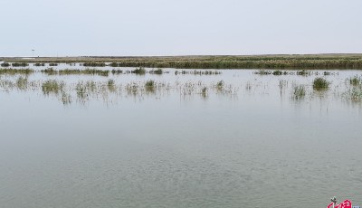【中國夢(mèng)·黃河情】述評(píng)： 黃河文化遼闊綻放 齊魯大地動(dòng)力滾滾