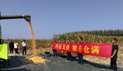 實測畝產(chǎn)達817.2公斤！青島市籽粒直收型玉米首次進行實收測產(chǎn)