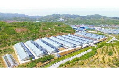 山東推行黨組織領(lǐng)辦合作社，助力集體和農(nóng)戶“雙增收” “跟著黨支部，致富有門路”