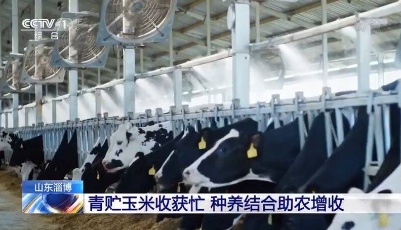 央視《朝聞天下》點贊山東淄博現代農業：開展適度規模經營 助力農民增收致富