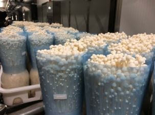 【決勝2020】山東濟寧：小蘑菇帶來大財富，從“落后貧困”到“世外桃源”