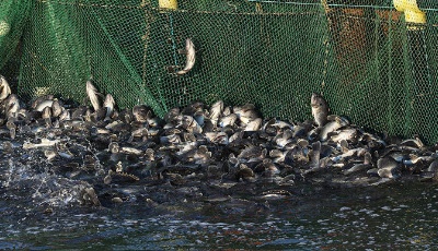 “拔”海起牧場 “耕”海新牧歌