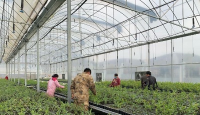 【決勝2020】脫貧攻堅看山東丨扶貧項目“牽手”石榴產業生態農業觀光讓游客“榴”連忘返