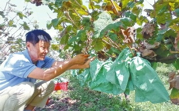 老知青重回故地變身“農場主” 招遠大戶陳家村黨組織領辦合作社，探索鄉村振興新路徑