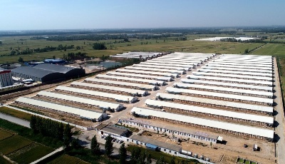 山東陽谷：“憨支部”帶出小康村