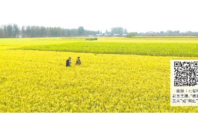 搭上“網(wǎng)紅”經(jīng)濟(jì)快車，西潘墩村“塘崖貢米”賣得更火了 七旬稻農(nóng)直播忙
