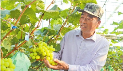 腰包鼓起來，生活越來越殷實，萊西市溝東新村—— 葡萄架下，生活“蝶變”